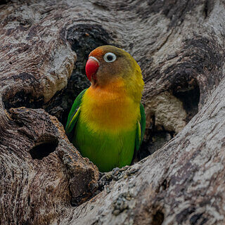 Lake Naivasha - Fischers lovebird